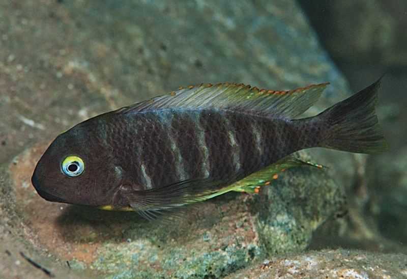 Tropheus brichardi 'Cape Bangwe'